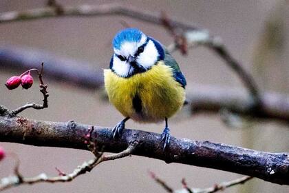Si bien la muerte de los animales genera preocupación en las organizaciones ambientalistas, aclararon que no la bacteria que causa la enfermedad afecta al ser humano