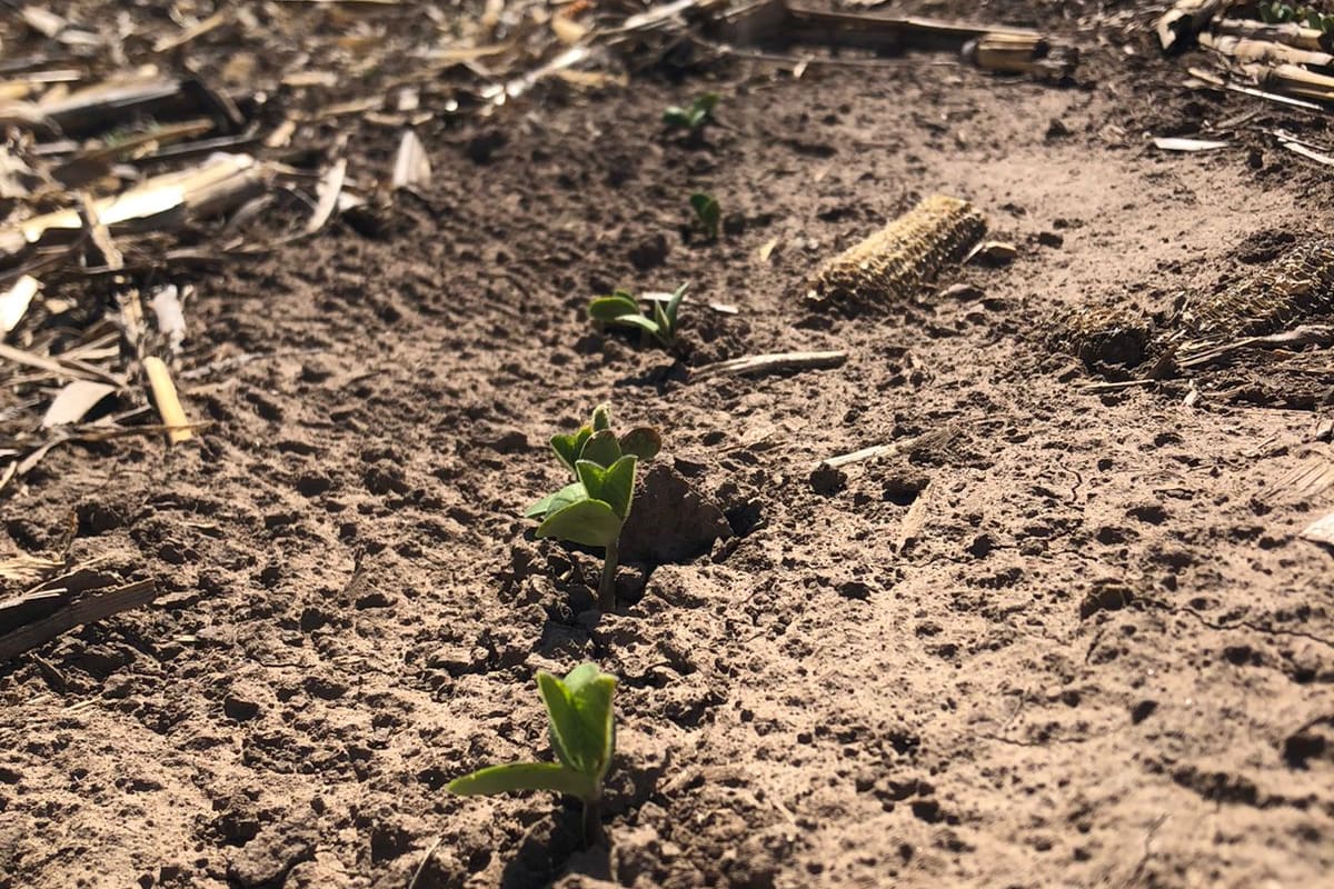 Si bien la siembra de soja de primera lleva un atraso histórico en su evolución por falta de humedad, numerosos productores de maíz lograron sembrar con lo justo el maíz de primera en fecha