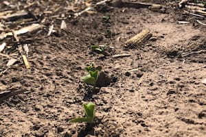 Si bien la siembra de soja de primera lleva un atraso histórico en su evolución por falta de humedad, numerosos productores de maíz lograron sembrar con lo justo el maíz de primera en fecha