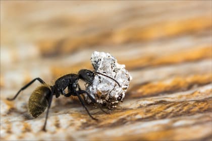 Si bien las seis especies de hongos se identificaron originalmente en los bosques tropicales de Jalisco, los especialistas señalan que hongos similares podrían habitar en otras zonas boscosas y húmedas de México