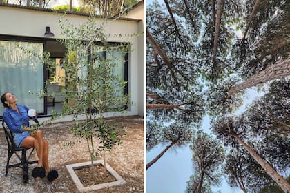 “Si bien llené el patio de verde, me gustaría armar una linda terraza y diseñar mejor la iluminación”, admite la dueña de casa.