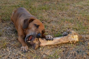 Si bien los los humanos responsables siempre quieren lo mejor para sus mascotas, en ocasiones, sin darse cuenta, pueden cometer errores que los afecten negativamente