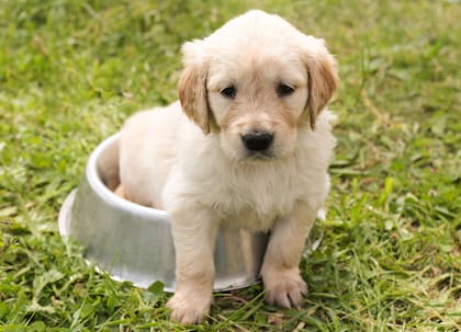 Si bien los perros consumen comúnmente carne, son animales omnívoros