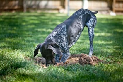 Si bien puede ser normal que los cachorros coman tierra por curiosidad, un comportamiento repetido puede revelar otras preocupantes razones (Imagen de carácter ilustrativo)