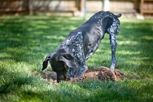 Si bien puede ser normal que los cachorros coman tierra por curiosidad, un comportamiento repetido puede revelar otras preocupantes razones (Imagen de carácter ilustrativo)
