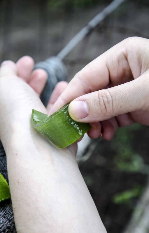 Si bien son plantas reconocidas tipológicamente como suculentas, también lo son –y mucho– por sus propiedades medicinales.