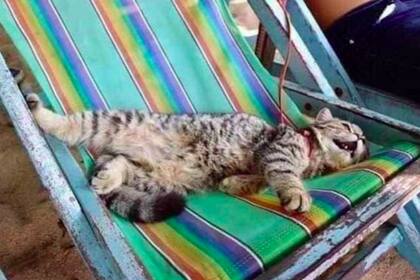 Si bien sus dueños pensaron que Semsena podría asustarse en la playa, la gata se mostró muy feliz por la visita al mar