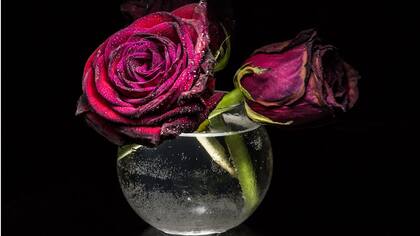 Si confiáramos en lo que vemos, creeríamos que los tallos de las flores se parten al entrar al agua y se vuelven a unir cuando las sacamos del florero.