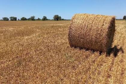 Si consiguen rollos, los productores lo hacen a un costo elevado. Archivo
