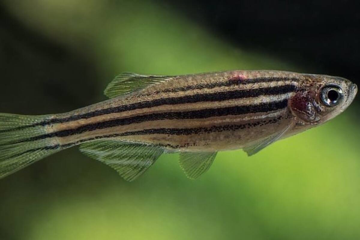 Si el calentamiento continúa, muchas especies pueden tener problemas para mantenerse al día