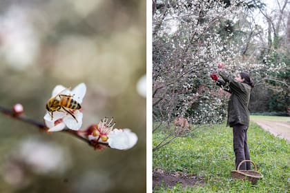 Si el clima cambia muchos árboles y plantas no "saben" cómo comportarse, al igual que sus polinizadores