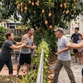 Quién es el verdadero dueño de los mangos que caen del árbol y cruzan la cerca al patio del vecino