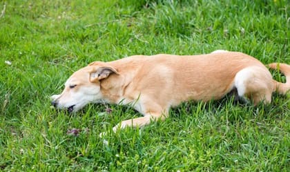 Si el pasto no contiene herbicidas ni está infectado con parásitos, se trata de una actividad inofensiva que entretiene y satisface a los perros