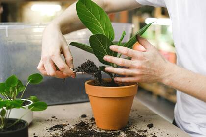 Si el sustrato está muy agotado o ha perdido su capacidad de drenaje, lo ideal es cambiarlo por uno nuevo o mezclarlo con tierra fresca y rica en nutrientes.