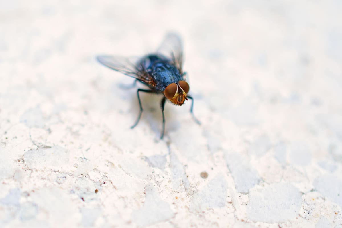 Si estás en la búsqueda de un método eficaz para ahuyentar las moscas de la casa y el jardín, aquí te compartimos un remedio sencillo y natural