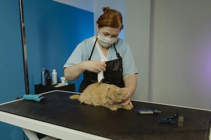 Si la condición del gato no mejora con el correr de los días es recomendable acudir a un veterinario