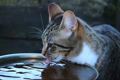 Si la menor ingesta de agua de un gato se mantiene y aparecen otras señales, es necesario consultar con un veterinario