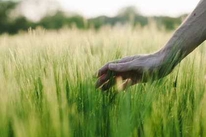 Si la persona no vive cerca de áreas verdes puede implementar la jardinería en su terraza o balcón