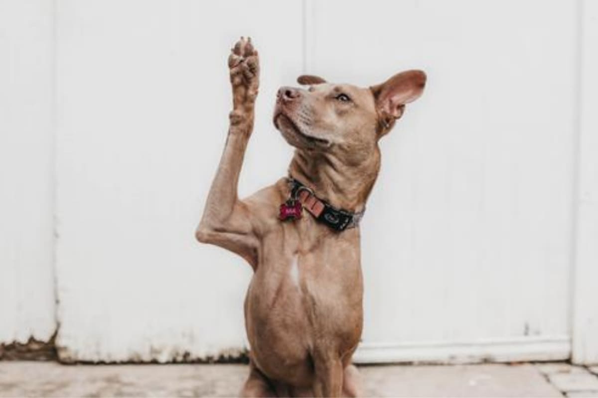 Si la situación es persistente puede reflejar que el perro esté pasando por un periodo de estrés o ansiedad