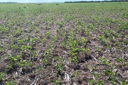 Si la soja de primera vino complicada en algunos lugares, la soja de segunda viene complicada en todos lados. Foto del cultivo en el sudeste cordobés