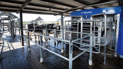 Si la vaca tiene permiso de ordeñe, las puertas la derivan al sector donde se encuentra el robot