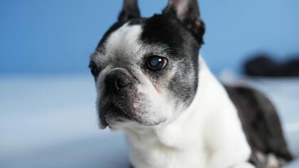 Si los perros tienen manchas blancas en sus ojos, esto podría ser una señal clara de ceguera