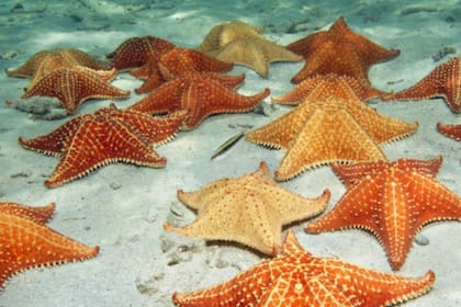 Si no hay suficiente oxígeno alrededor de las pápulas, las estrellas de mar no pueden respirar