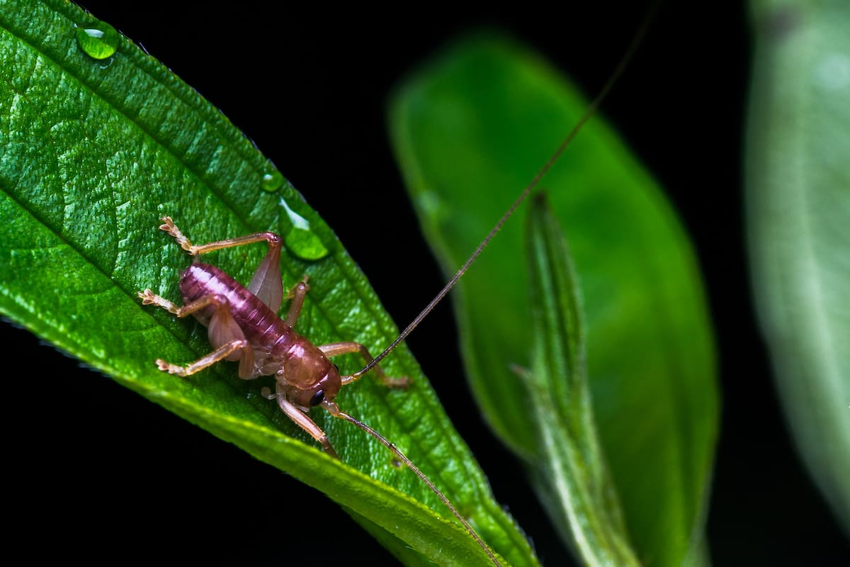 Si no pudiste dormir bien los últimos días por el canto de este insecto, acá van algunas respuestas