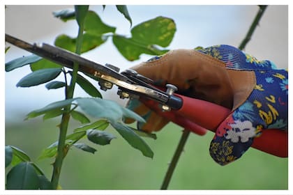 Si no se podan las flores pasadas, no se estimula la floración de los rosales