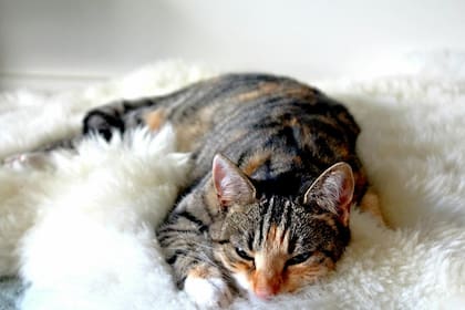 Si notás que tu gato baja de peso repentinamente y se le notan los huesos, es una señal de alerta que debería ser atendida