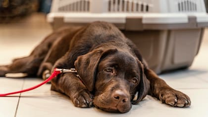Si notás que tu perro se comporta de forma extraña, si tiene hiperactividad repentina o si no se mueve, incluso si baja de peso muy de golpe, es un síntoma de que algo no anda bien (Fuente: Pexels)
