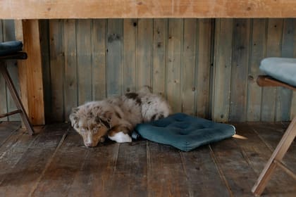 Si querés cerrar los ojos de tu perro muerto, deberás presionar con fuerza y permanecer así varios minutos, ya que volverán a su estado normal
