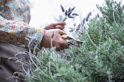 Si se deja crecer sin control, la lavanda se vuelve leñosa y menos fragante