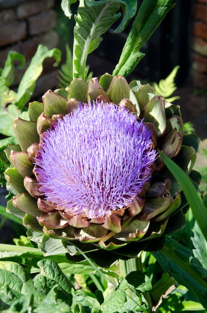 Si se deja desarrollar el alcaucil, se obtiene una flor muy decorativa similar a la del cardo