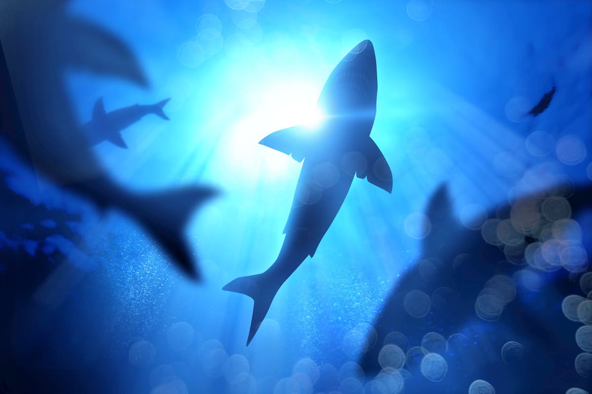 Si se extinguen los tiburones, peligra el ecosistema oceánico