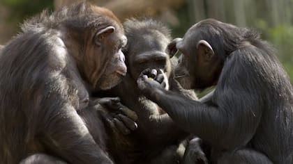 Si se observa bien, hay varias similitudes entre algunos monos y humanos