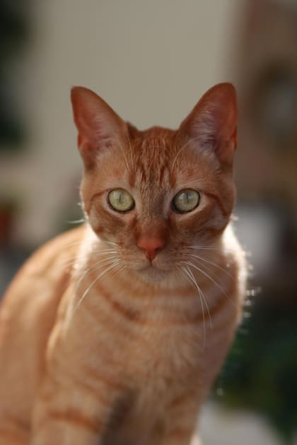 Si se observa que la caída de pelo es muy abundante y no disminuye, es importante llevar al gato al veterinario