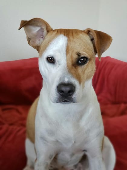 Si se sospecha que la negativa de un perro a salir está relacionada con algún problema de salud es fundamental acudir al veterinario