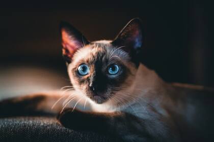 Si se tiene gato, el kit de emergencia debe incluir arena y bandejas sanitarias (Archivo)