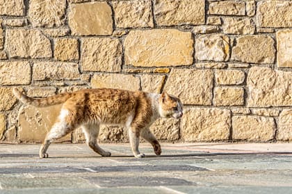 Si se van del hogar, los gatos normalmente están a menos de 100 metros de la casa donde viven