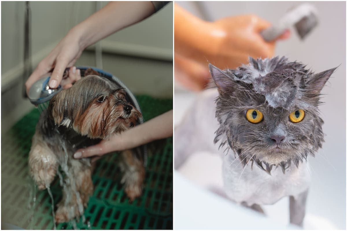 Si su mascota tiene caspa estas podrían ser las causas y el posible tratamiento