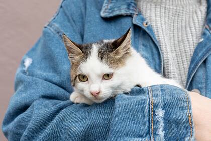 Si te despiertan en la madrugada es porque necesitan esa interacción social con su tutor". Esta premisa desmitifica la idea de que el gato busca únicamente alimento al iniciar sus llamados nocturnos