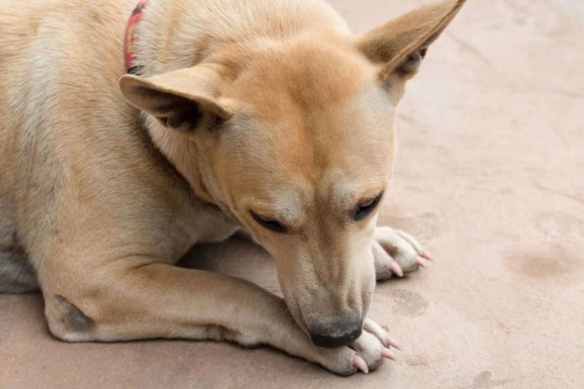Si tiene alguna molestia se lamerá una de sus patas, indicando el área afectada