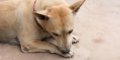 Si tiene alguna molestia se lamerá una de sus patas, indicando el área afectada