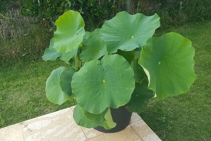 Si todo sale bien, a fines de noviembre los lotos que plantaré ahora, en agosto, estarán así; luego, florecerán