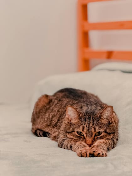 Si tu gato deja de saltar a lugares donde habitualmente lo hacía, es un indicio de que algo está pasando en su organismo