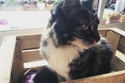 Si tu gato no te ronronea, te ignora o prefiere a otros humanos, es hora de saber que no le gustás