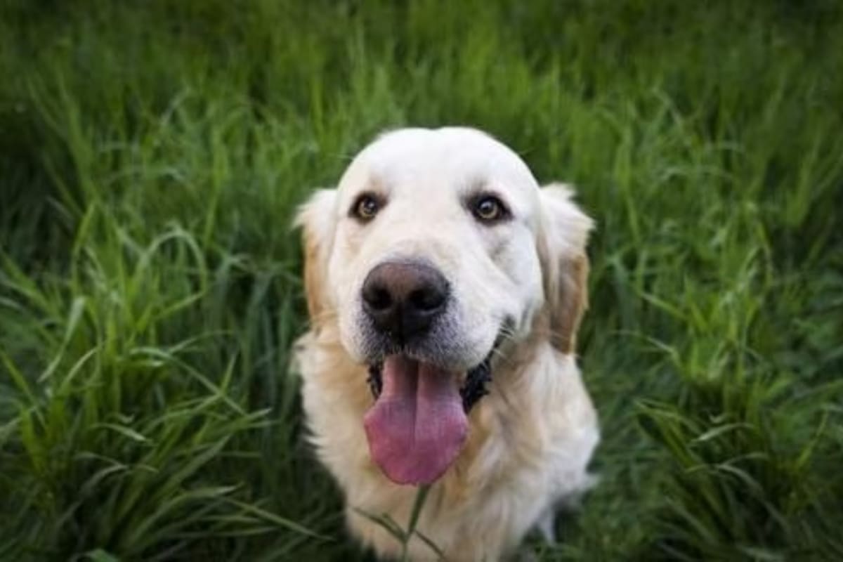 Si tu perro come pasto, la principal preocupación reside en que la hierba no contenga herbicidas (Foto: Pixabay).