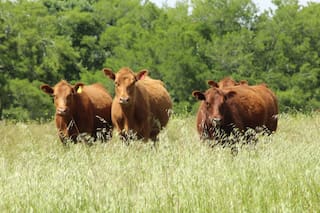 Cómo perciben las vacas su entorno y qué pasa con sus sentidos