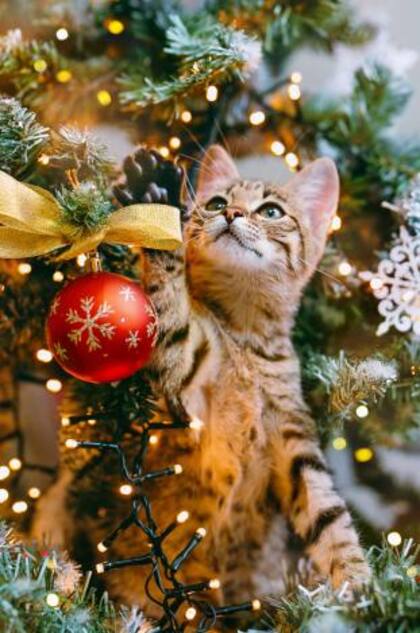 Si un gato permite que lo acaricien significa que se siente seguro